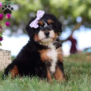 Jessie’s Girl, Mini Bernedoodle Puppy